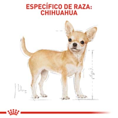 Royal canin chihuahua PERRITO