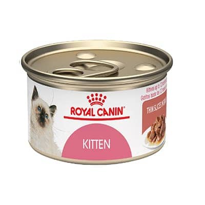 Royal cat lata kitten instintive